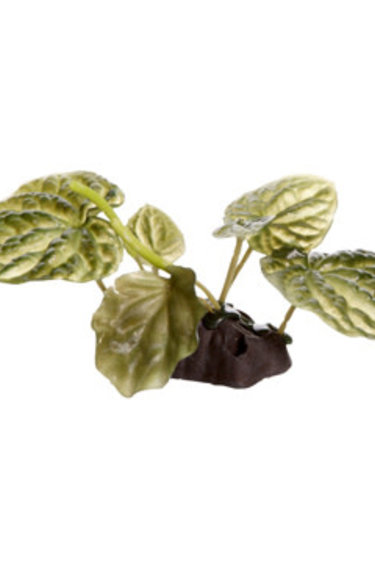 Fluval FLUVAL PP1624 Lotus sacré avec base 10 cm - Lotus plant with base