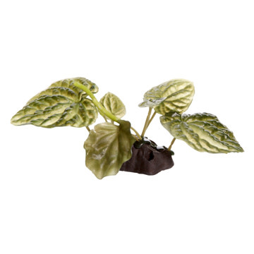 Fluval FLUVAL PP1624 Lotus sacré avec base 10 cm - Lotus plant with base