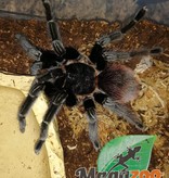 Magazoo Red rump tarantula (female 4.5'') / Tliltocatl vagans
