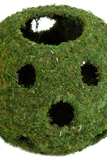 Galapagos Mossy Cave w/ Holes For Hiding and Humidity 12 '' diameter