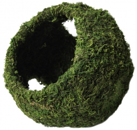 Galapagos Mossy Cave w/ Holes For Hiding and Humidity 7.25 '' diameter