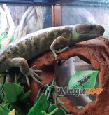 Magazoo Monkey tail skink Juvenile