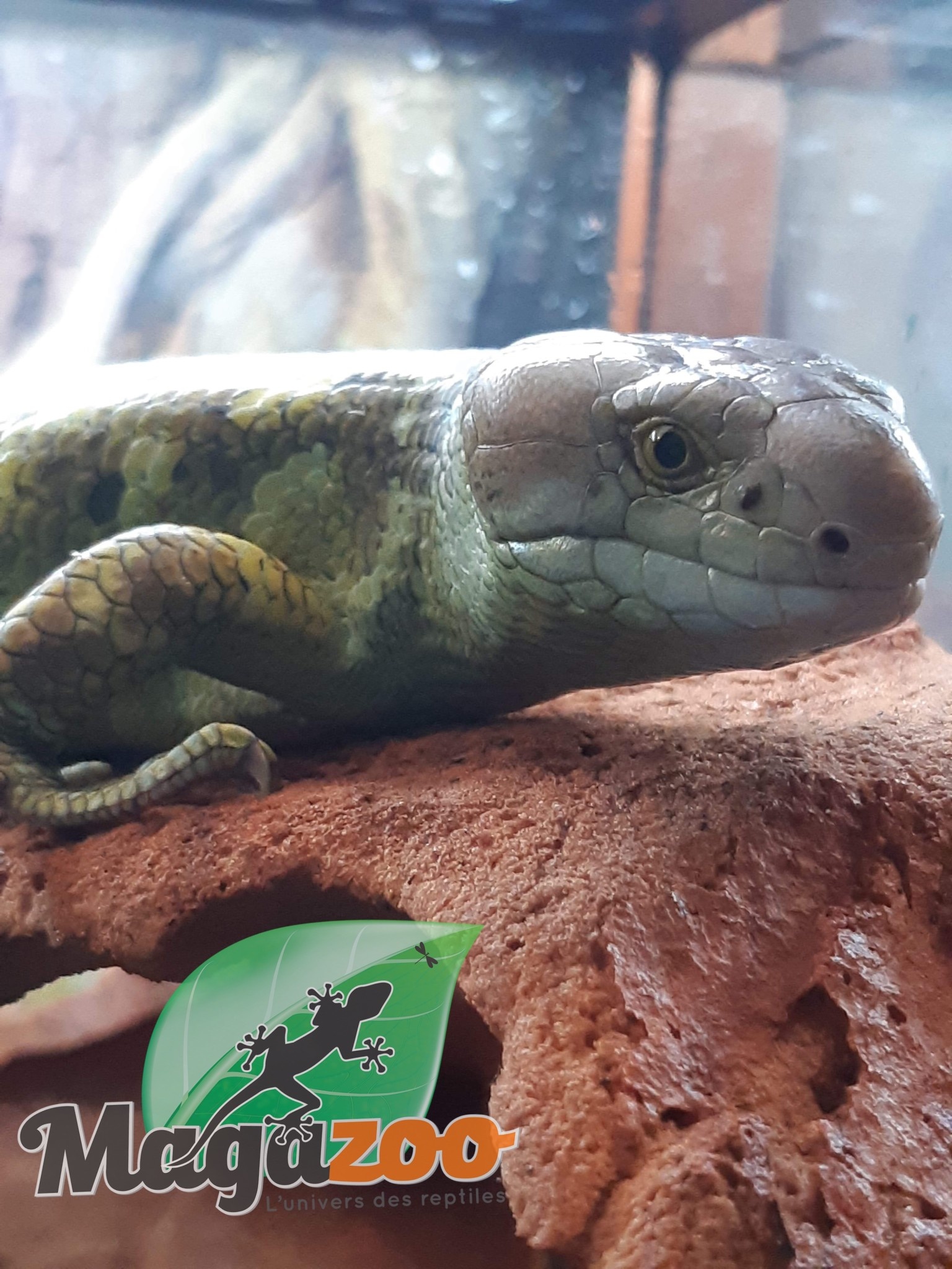 Magazoo Monkey tail skink Juvenile