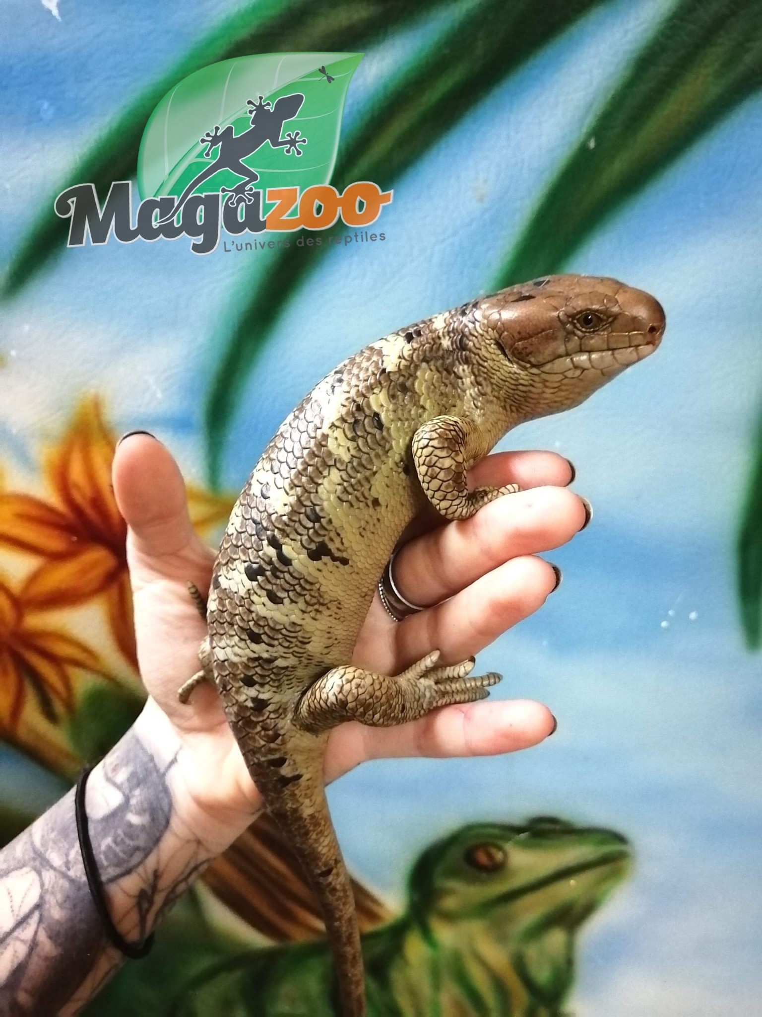 Magazoo Monkey tail skink Juvenile