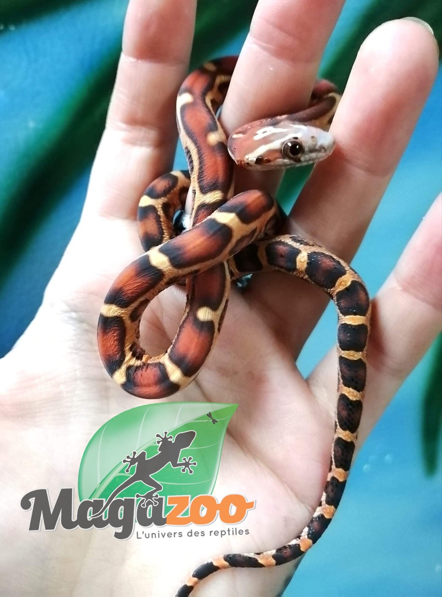 Serpent Des Bles Scaleless Okeetee Femelle Bebe Magazoo L Univers Des Reptiles Serpent Des Bles Scaleless Okeetee Femelle Bebe Magazoo L Univers Des Reptiles