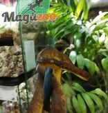 Magazoo Female Pacific Arboreal Boa # 1