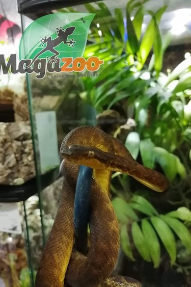 Magazoo Female Pacific Arboreal Boa # 1