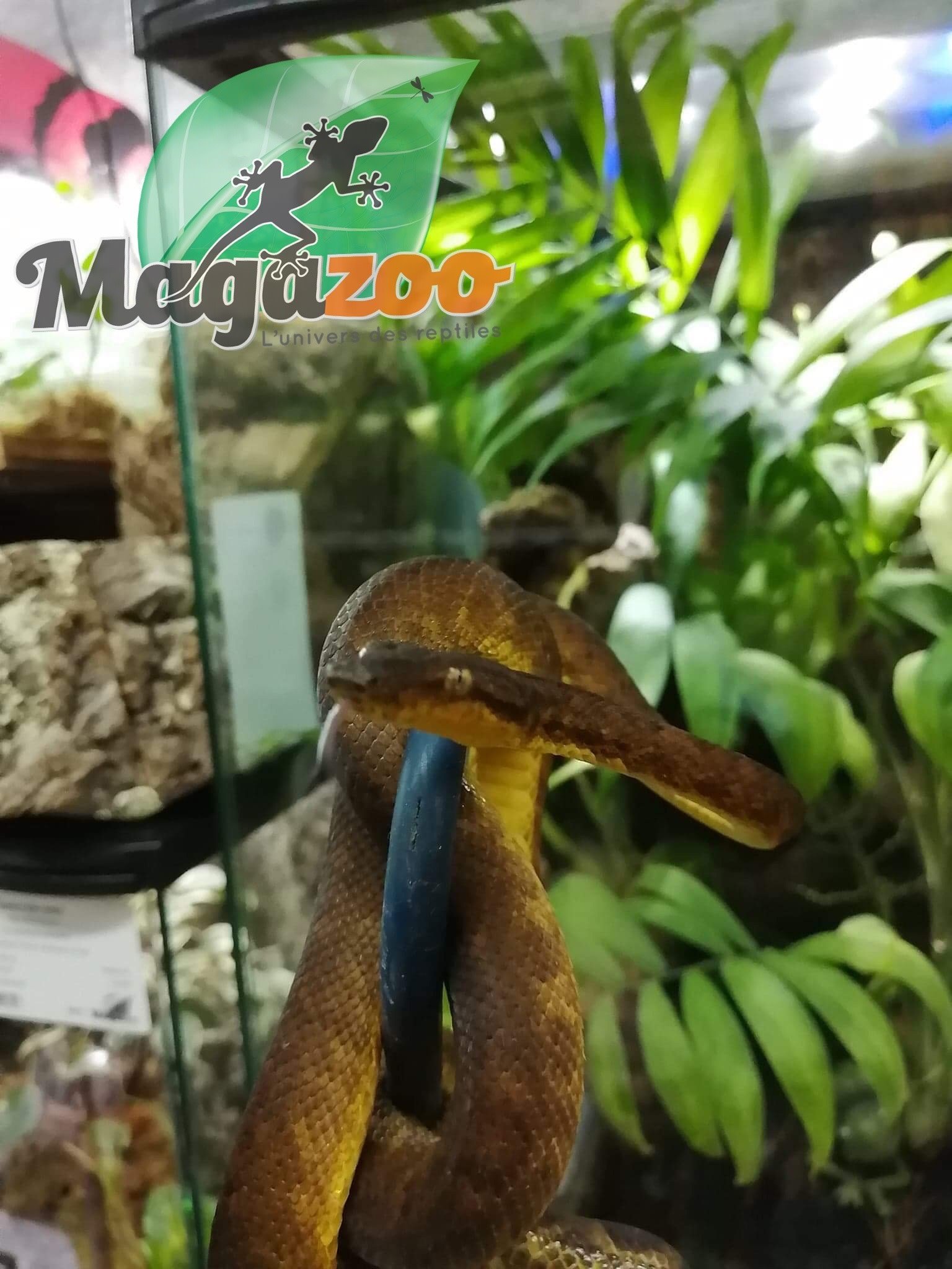 Magazoo Female Pacific Arboreal Boa # 1