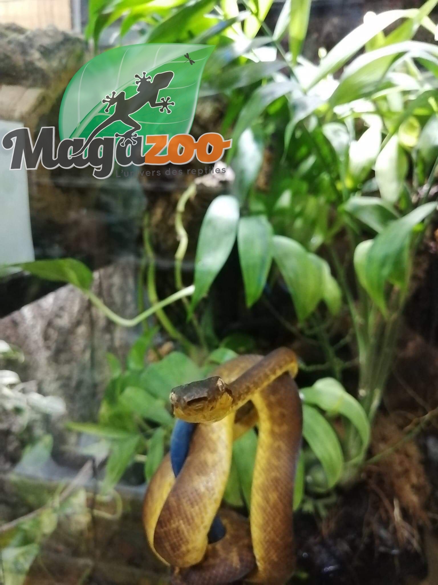 Magazoo Female Pacific Arboreal Boa # 1