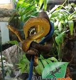 Magazoo Female Pacific Arboreal Boa # 1