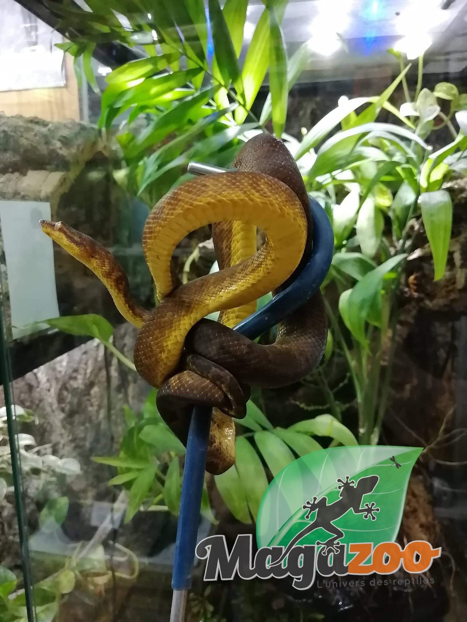 Magazoo Female Pacific Arboreal Boa # 1