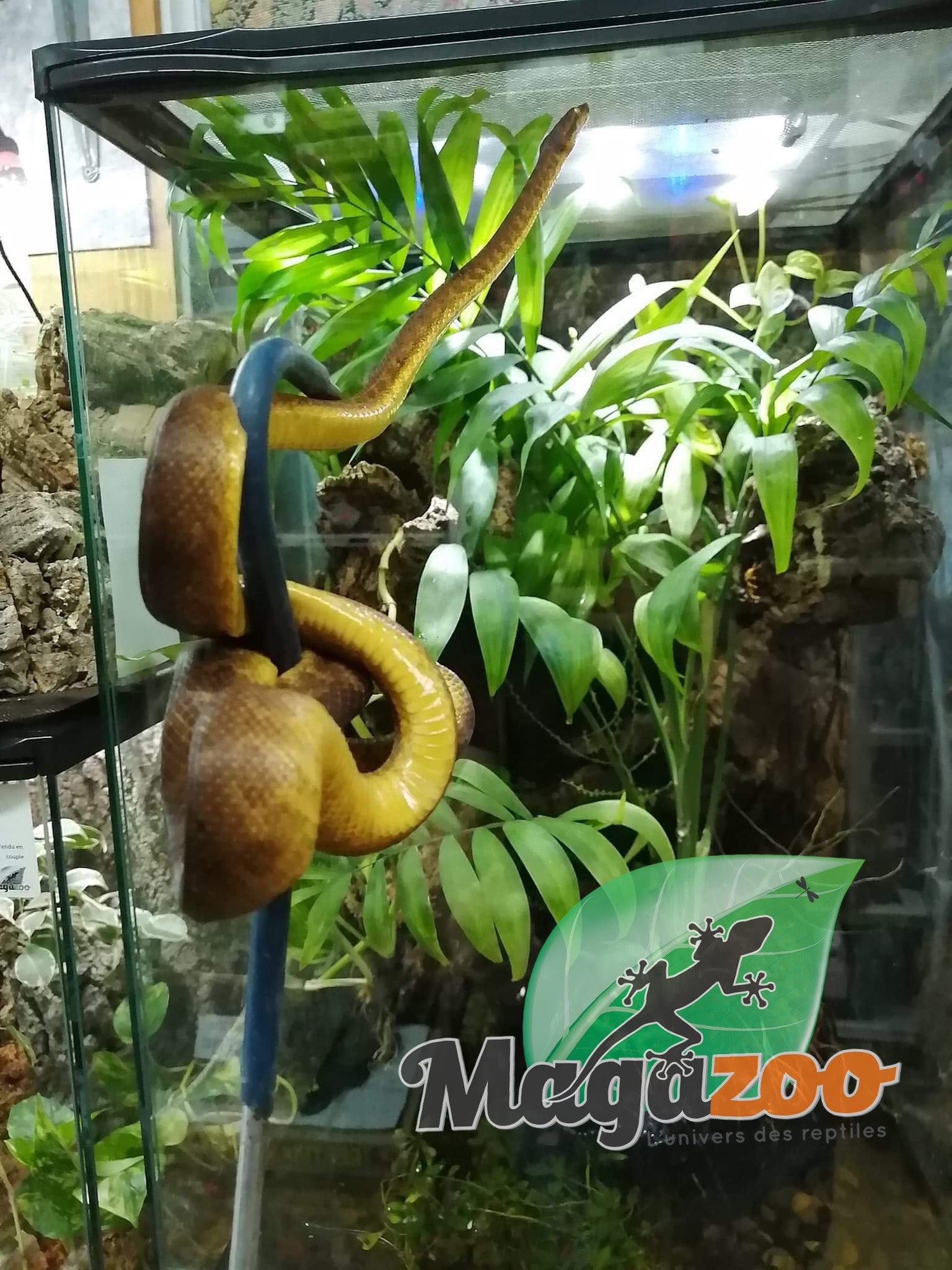 Magazoo Female Pacific Arboreal Boa # 1