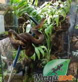 Magazoo Female Pacific Arboreal Boa # 1