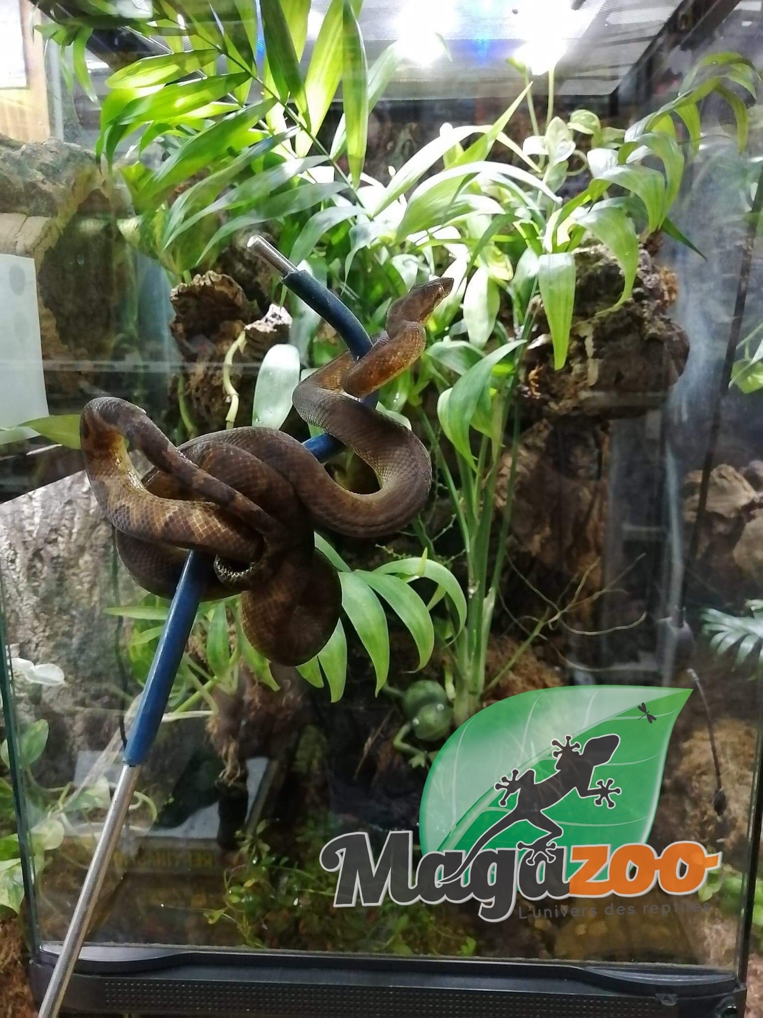 Magazoo Female Pacific Arboreal Boa # 1