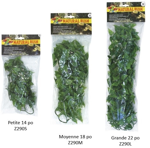 Zoomed ZOO MED Phyllo du Mexique