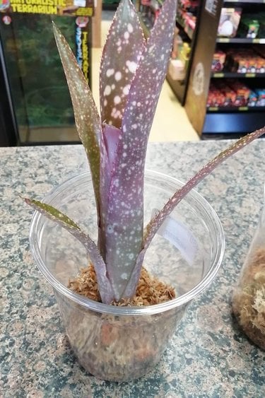 Magazoo Billbergia yayee Plant Var. (XL)