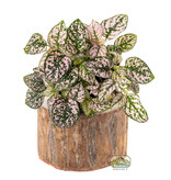 NewCal Pets Pauwlonia Tree Pot