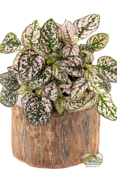 NewCal Pets NEWCAL NC-PTP3 Pot d'arbre Pauwlonia