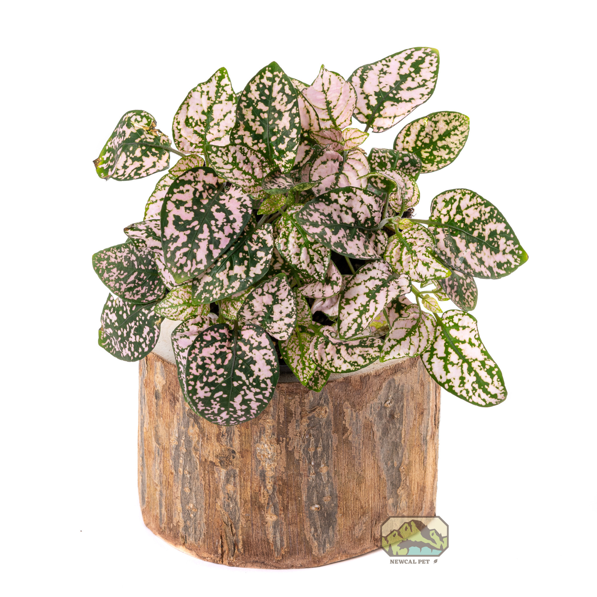 NewCal Pets NEWCAL NC-PTP3 Pot d'arbre Pauwlonia