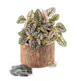 NewCal Pets Pauwlonia Tree Pot