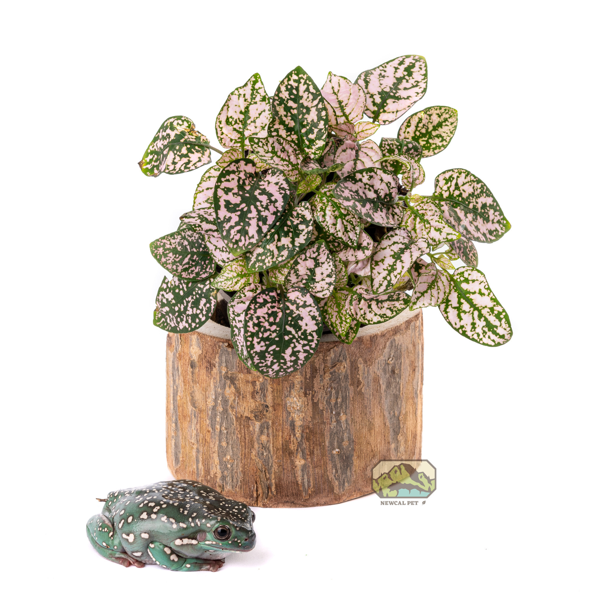 NewCal Pets NEWCAL NC-PTP3 Pot d'arbre Pauwlonia