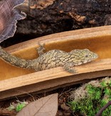 NewCal Pets NEWCAL NC-CWP2 Gousse de cire Colombienne Pq de 2