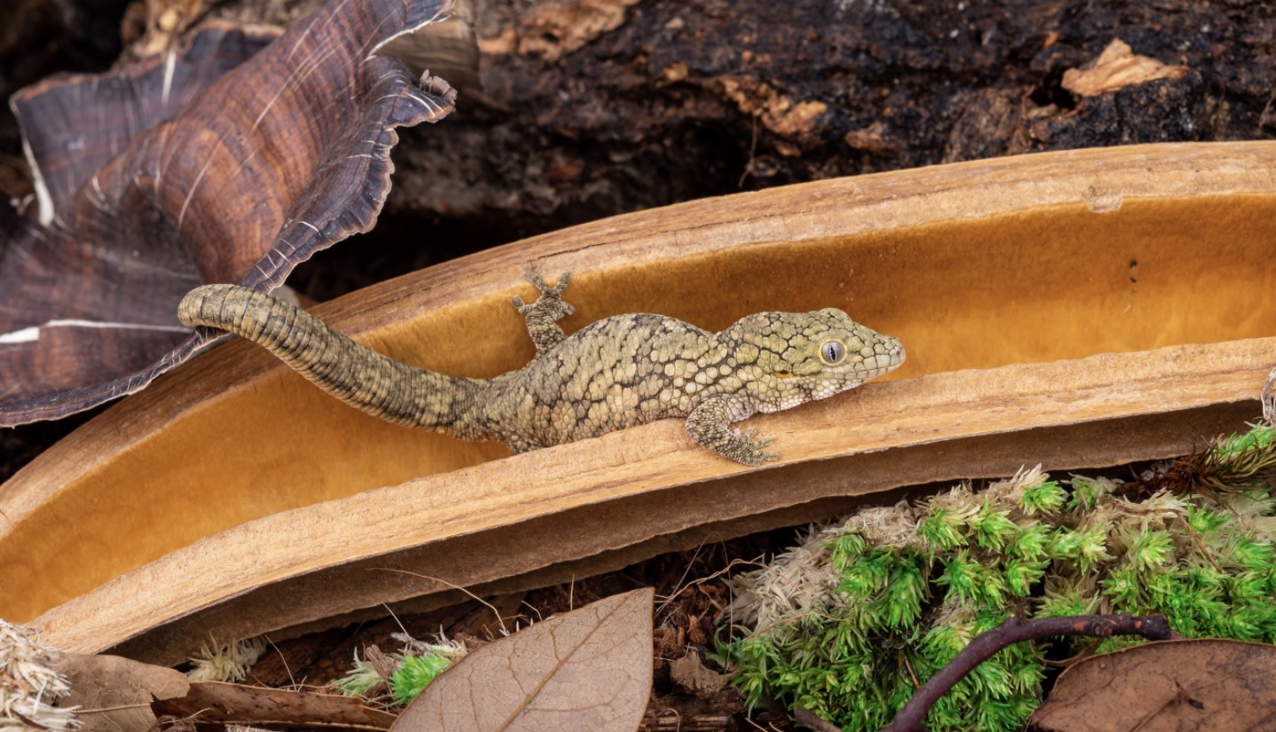 NewCal Pets NEWCAL NC-CWP2 Gousse de cire Colombienne Pq de 2