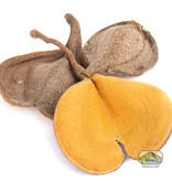 NewCal Pets NEWCAL NC-EE1 Oreille d'éléphant 1 oz