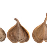 NewCal Pets NEWCAL NC-EE1 Oreille d'éléphant 1 oz