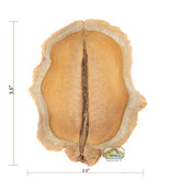 NewCal Pets NEWCAL NC-FM3 Bouche de grenouille - Pq de 3