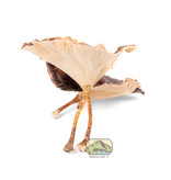 NewCal Pets Golden Mushroom, 4 Pack