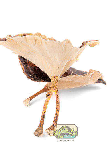 NewCal Pets NEWCAL NC-GM4P Champignon doré naturel pq de 4