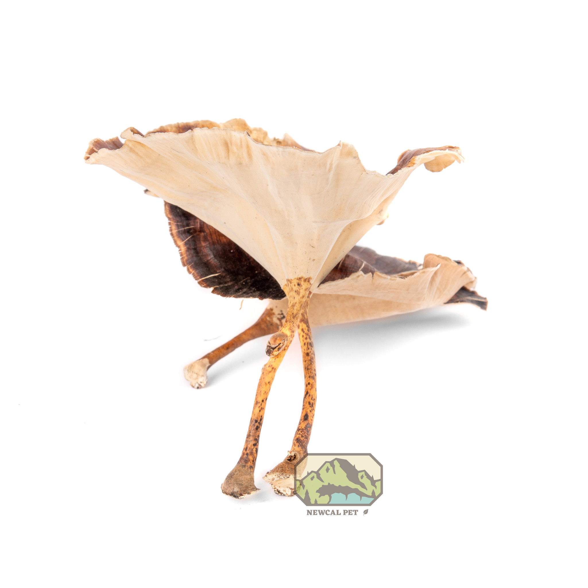 NewCal Pets Golden Mushroom, 4 Pack