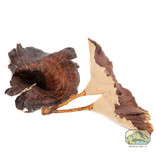 NewCal Pets NEWCAL NC-GM4P Champignon doré naturel pq de 4