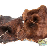 NewCal Pets NEWCAL NC-GM4P Champignon doré naturel pq de 4