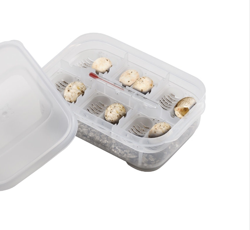 Exoterra EXO TERRA PT2443 Bac pour incubation