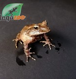 Magazoo Salomon Island EyesLash Frog juvenile male