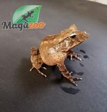 Magazoo Salomon Island EyesLash Frog juvenile male