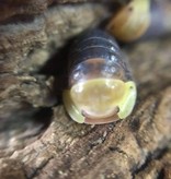 La Swamp Cloporte - Isopod Cubaris rubber ducky (6)