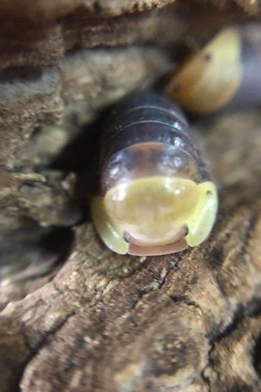 La Swamp Cloporte - Isopod Cubaris rubber ducky (6)