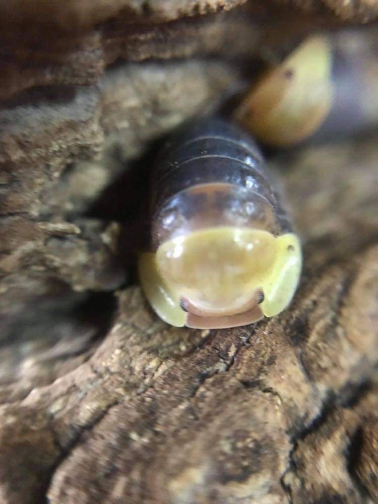La Swamp Woodlouse Isopod Culture Cubaris rubber ducky (6)