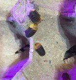 La Swamp Cloporte - Isopod Cubaris rubber ducky (6)