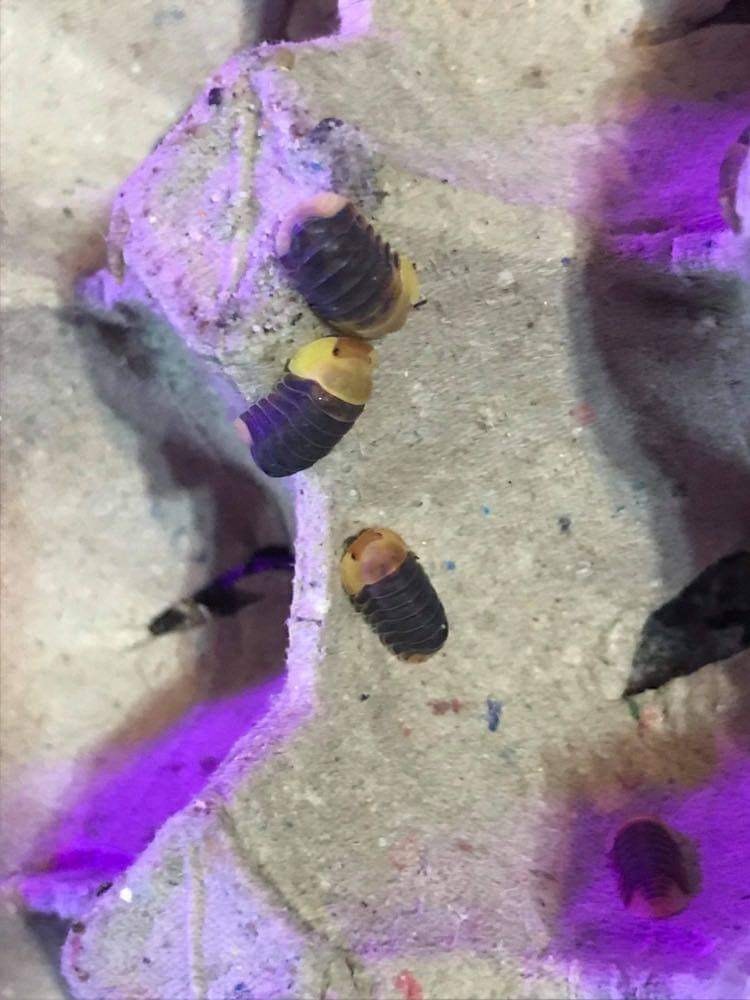 La Swamp Cloporte - Isopod Cubaris rubber ducky (6)