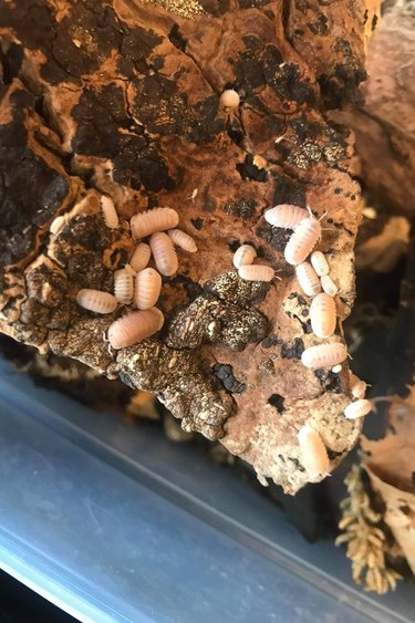 La Swamp Cloporte - Isopod Cubaris murina papaya 15