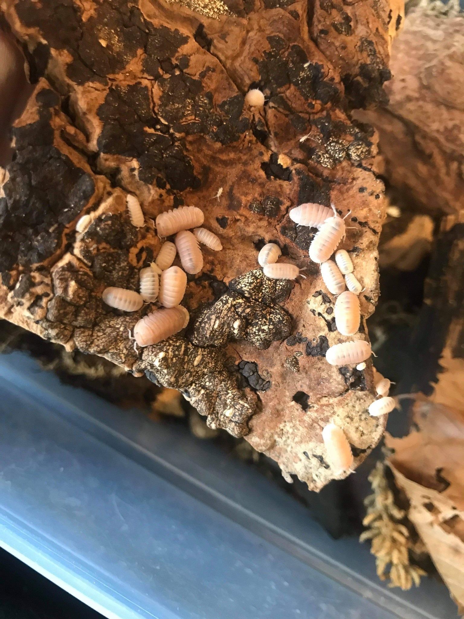 La Swamp Cloporte - Isopod Cubaris murina papaya 15