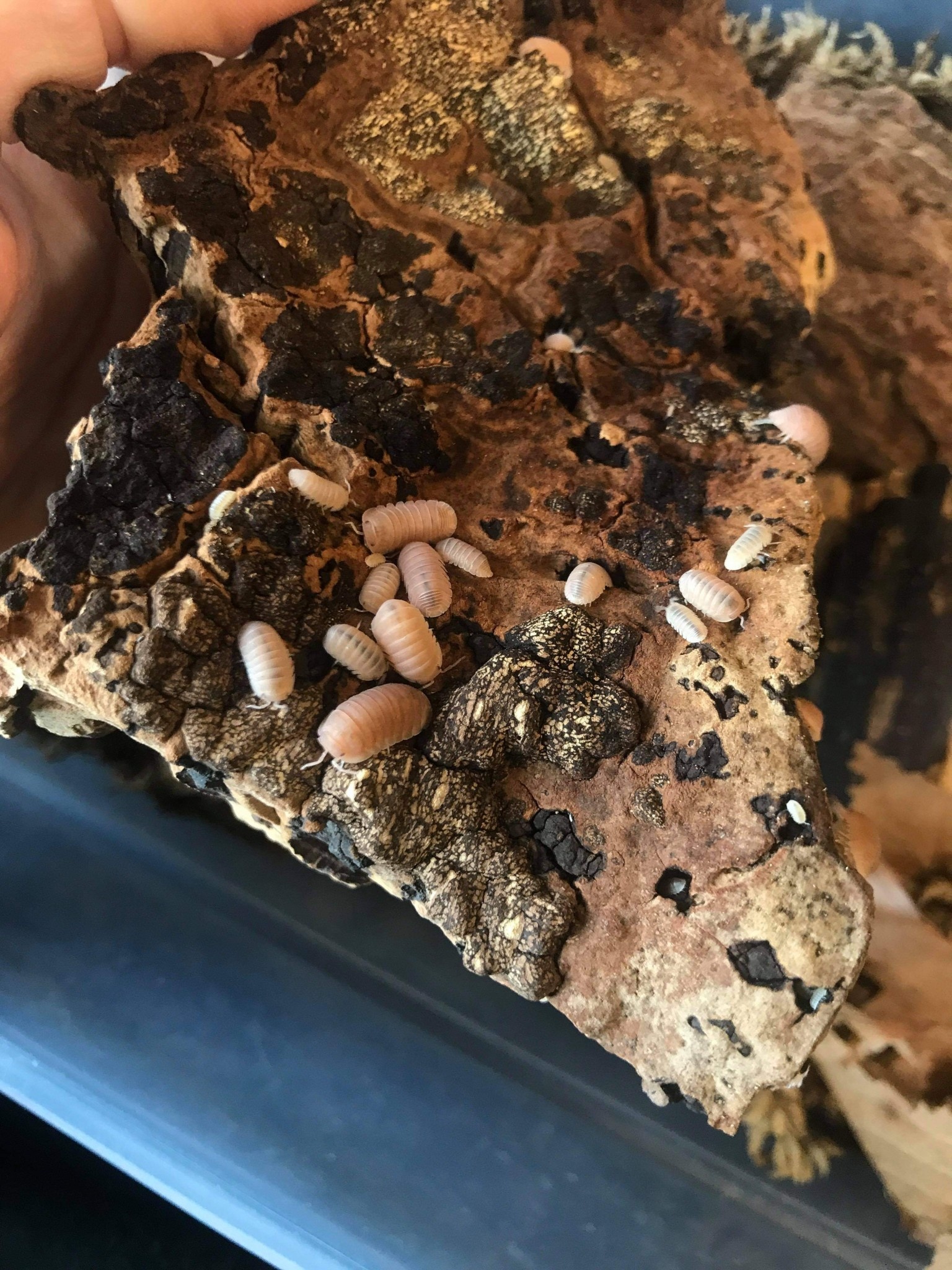 La Swamp Cloporte - Isopod Cubaris murina papaya 15