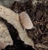La Swamp Cloporte - Isopod ISO-CUB-PAP-15 Cubaris papaya 15