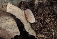 La Swamp Woodlouse Isopod Culture Cubaris muranis papaya (6)