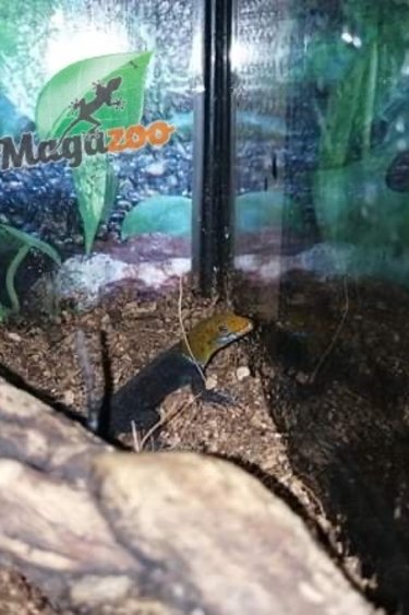 Magazoo Gecko nain à tête jaune (Mâle) Yellow-Headed dwarf Gecko