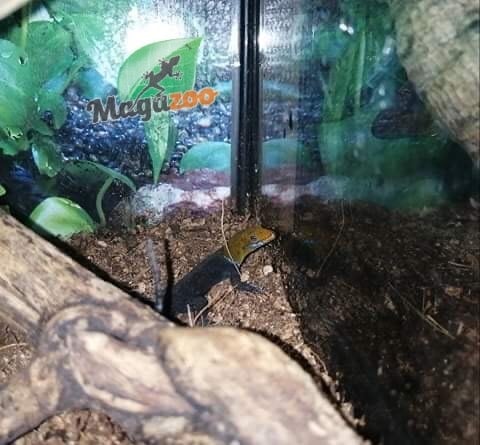 Magazoo Yellow-Headed dwarf Gecko (male)